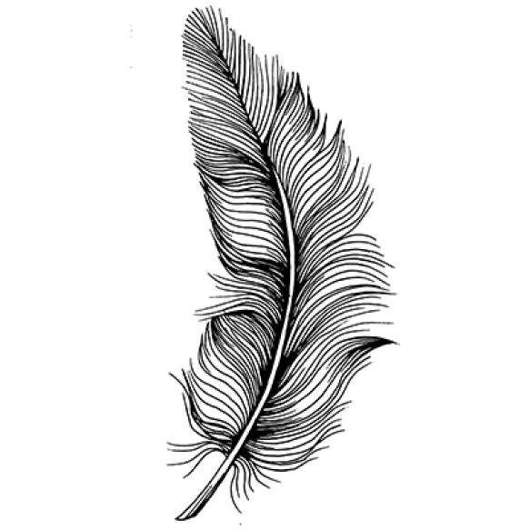 Bird Feather From Wing Isolated