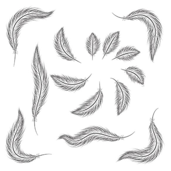 Set Feathers Are Hand Drawn White Background