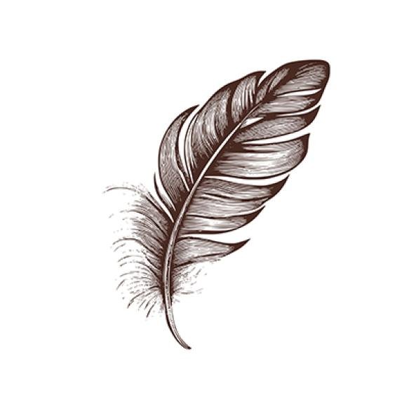 Vintage Illustration Feather Oldschool Drawing Bird Feather Vector Sketch Quill