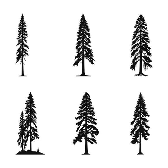 Majestic Redwood Tree Silhouette