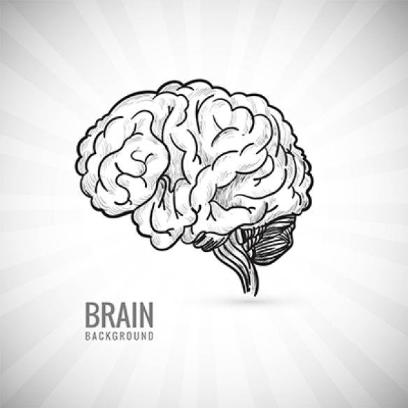 Hand Draw Human Brain Sketch