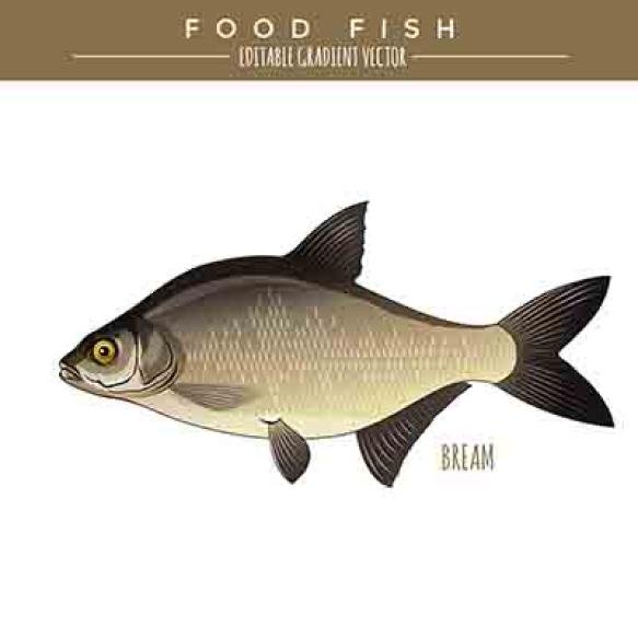 Bream Food Fish Vector
