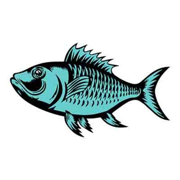 Fish Vector Cartoon T Shirt Big Bass Fish T Shirt Design Illustrator Vector Fish Design