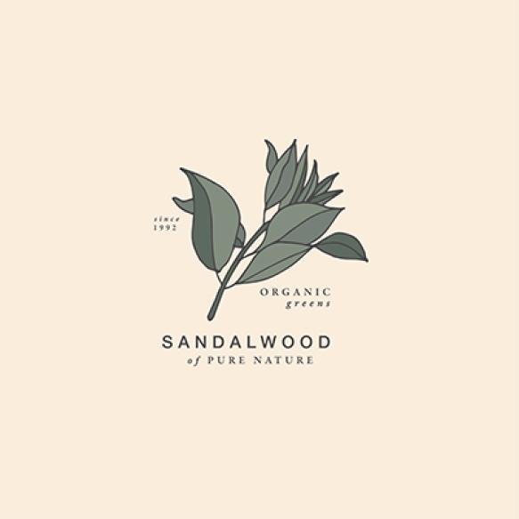 Illustration Sandalwood Branch Vintage Engraved Style Logo Composition Retro Botanical Style