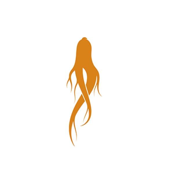 Set Ginseng Logo Herbal Medicine Illustration Icon